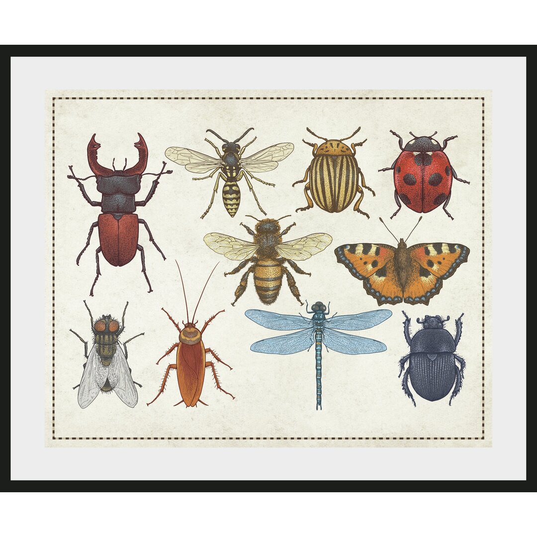 Gerahmtes Poster Beetle