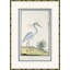 Bird Drawings, Circa 1777 Giclee Print by Robert J. Gordon