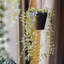 Fausse vigne suspendue en pot Ceropegia-303067122
