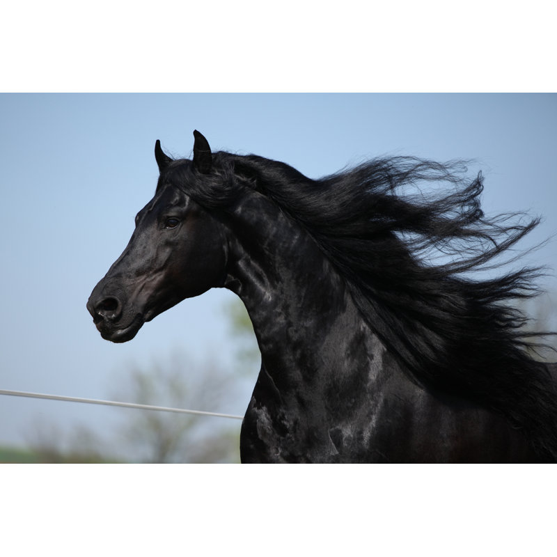 Moving Friesian Stallion by Zuzule - Wrapped Canvas Print, 81cm H x 122cm W x 3.8cm D