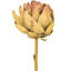 21,5 "brun clair Protea Stem 2 / Bag 21.5 plante-94734824