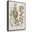" Sepia Botanical Journal VI " 3 - Pieces-91891620-91891628