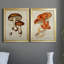 Champignon Variétés VI, reproduction encadrée de qualité supérieure, prête à être accrochée-765081726-765081727