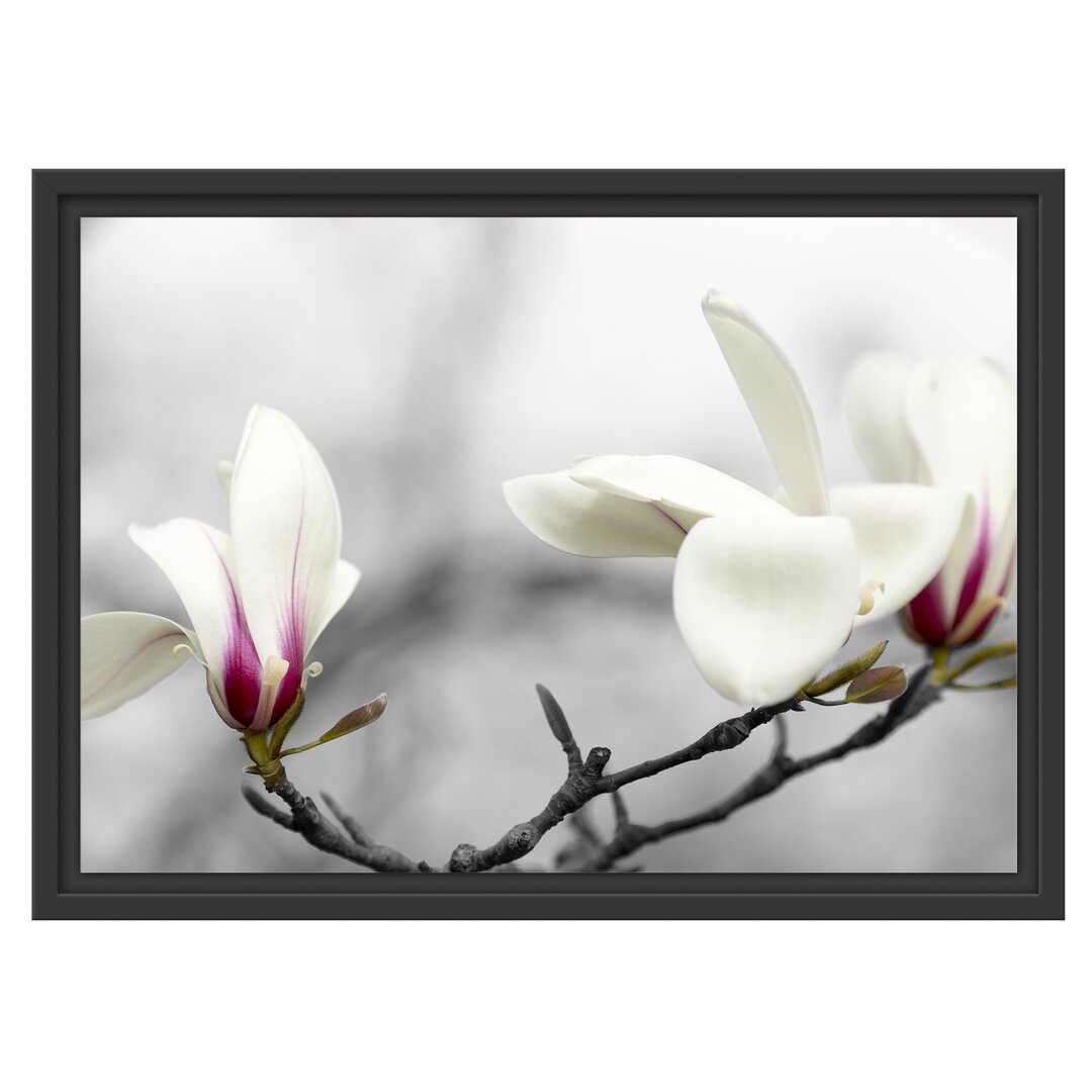 Gerahmtes Wandbild Magnolienblüten