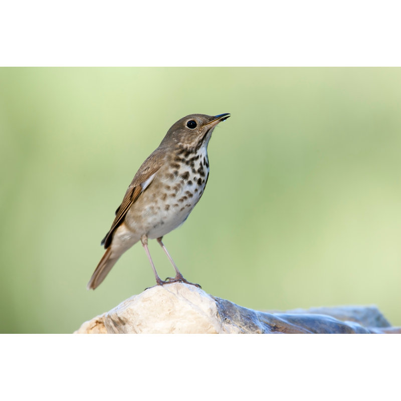 " Hermit Thrush " by Michaelstubblefield, 12'' W x 8'' H