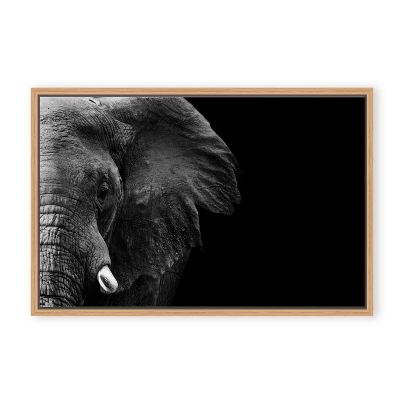 Nature Inspired Elephant by  - Picture Frame Photograph on Paper, 24" H x 36" W x 1.125" D, Framed Matted Print, Black