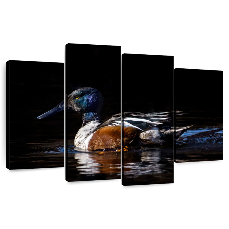 Brampt Northern Shoveler Duck, 32" H x 52" W