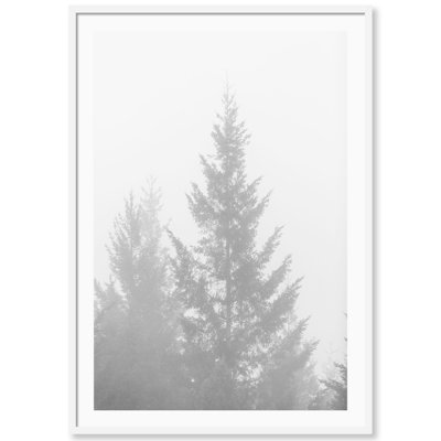 Black And White Redwoods 1 Print by Carly Tabak