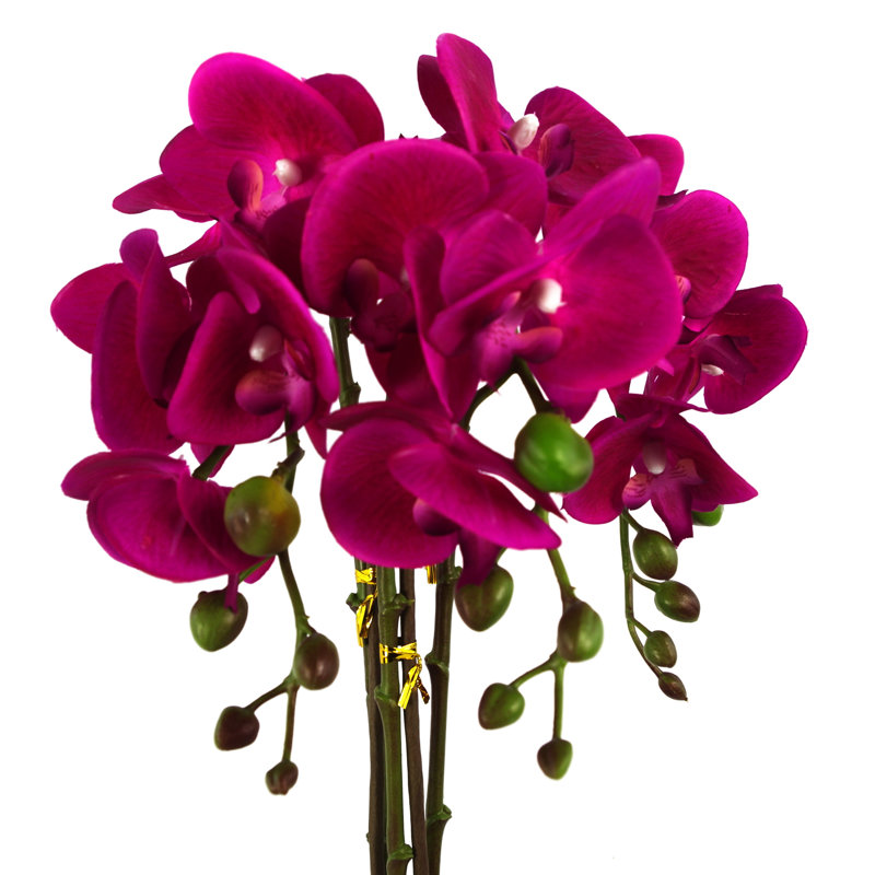 Anneus 52cm Plant