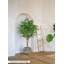 Arbre à figuier tropical Serene Spaces Living