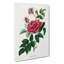 French Rose Illustration - Wrapped Canvas-55317613