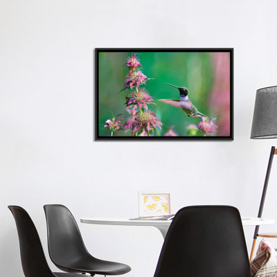 " Black Chinned Hummingbird At Bee Balm " by Tim Fitzharris