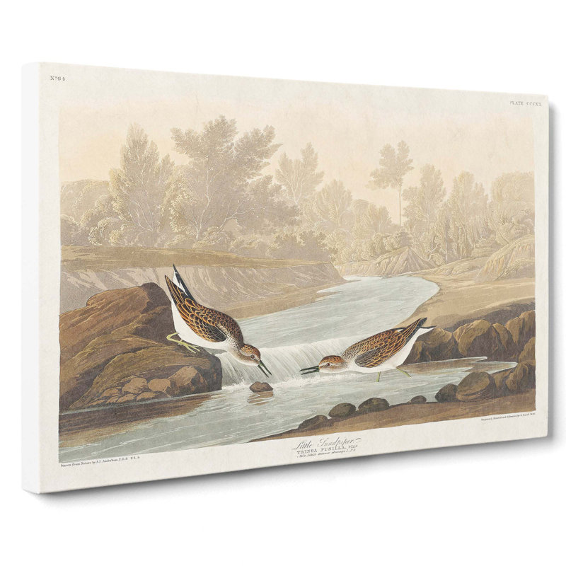 Little Sandpiper Birds by John Audubon - Wrapped Canvas Painting, 40cm H x 60cm W x 3cm D