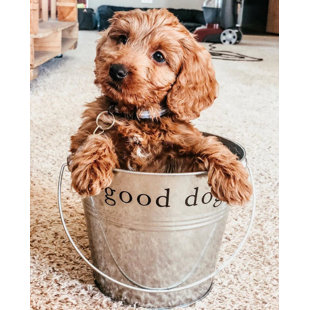 Seau cadeau Good Dog - turquoise