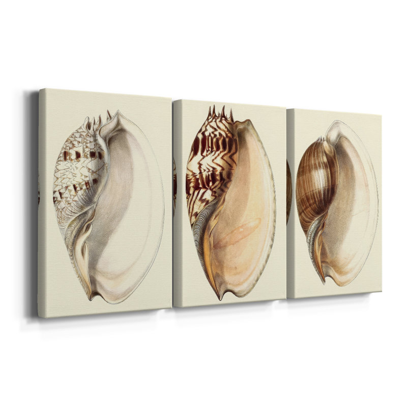 Splendid Shells I - Toile tendue sur mesure avec châssis - 3 pièces, H 12 po x l 24 po