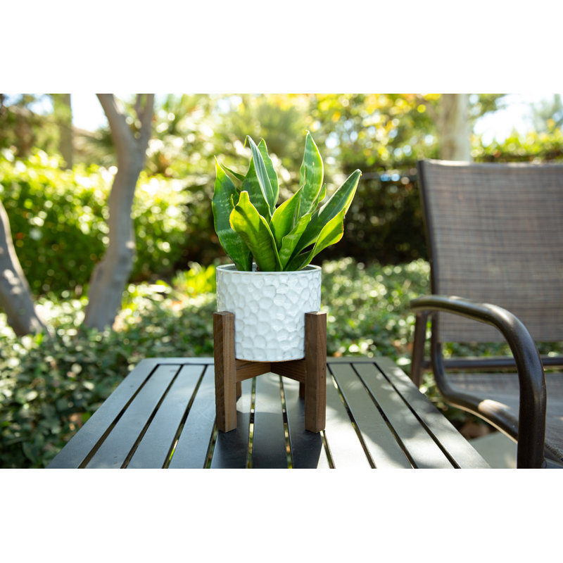 Orozco Ceramic Pot Planter
