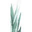 Aquarelle, plante agave - impression florale encadrée verte