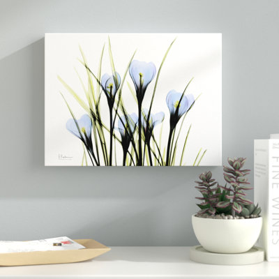 " Bunched Crocus C38 "