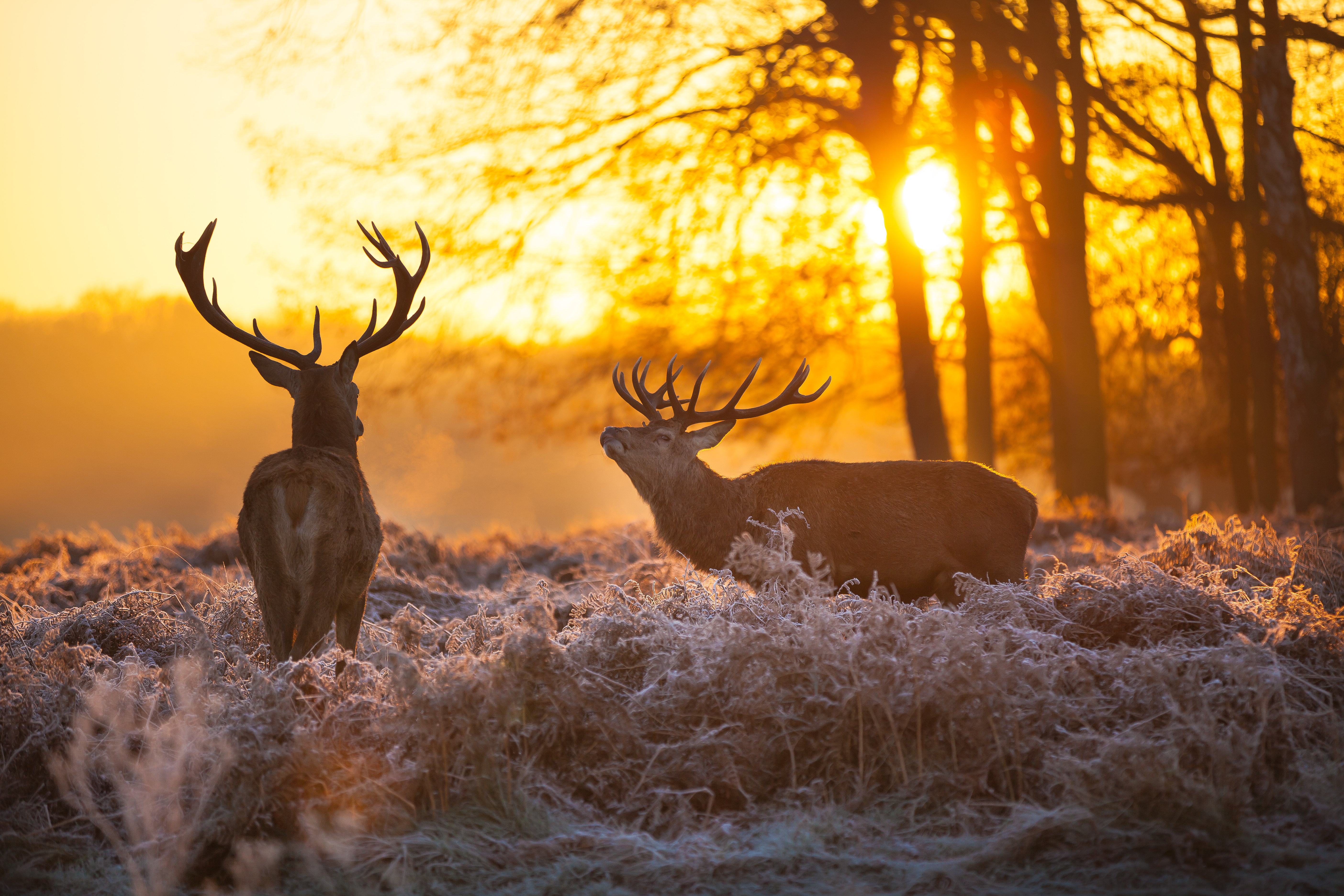 Union Rustic Red Deer - Wrapped Canvas Photograph | Wayfair.co.uk