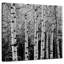 Alvord Aspens en automne BW-109203319