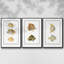 Ensemble de 3 pièces de poissons tropicaux antiques I encadrés sur toile-97759346-97759343