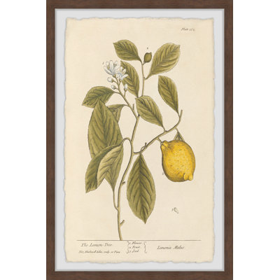 «The Lemon Tree», reproduction encadrée