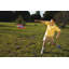Superdisc Frisbee