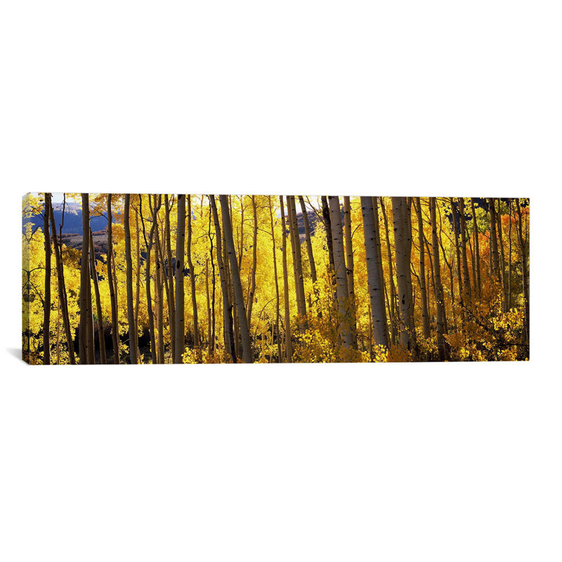 Panoramic Aspen Trees - Reproduction de photo sur toile tendue, H 20 po x l 60 po x P 1,5 po