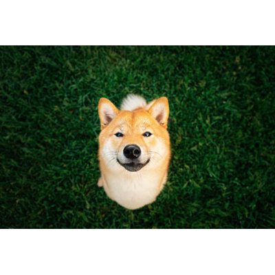 " Adorable Shiba Inu "