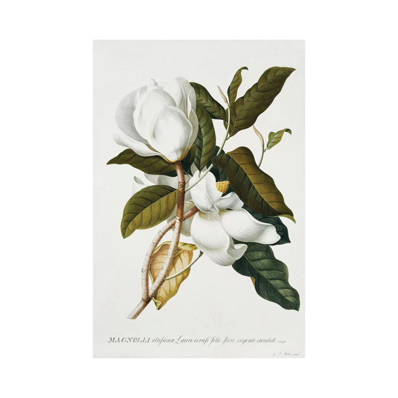 Magnolia, by Georg Dionysius Ehret - Wrapped Canvas Print, 101.6cm H x 66.04cm W x 1.91cm D