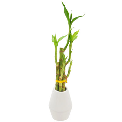 Arcadia Garden Products Live Bamboo Plant Low Maintenance Plant in Rattan Ceramic Pot