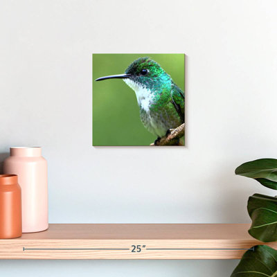 Colibri de Bramh