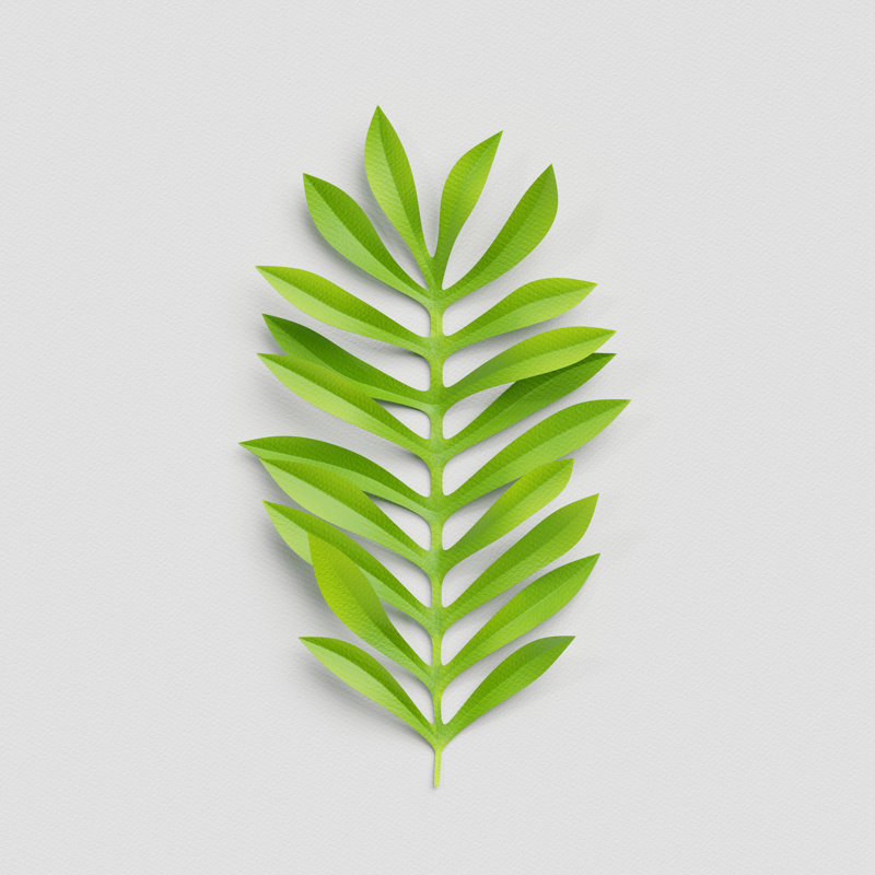 Green Palm Leaf - Wrapped Canvas Print, 30cm H x 30cm W x 3.8cm D