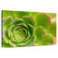 Plante grasse Harnek-108912002