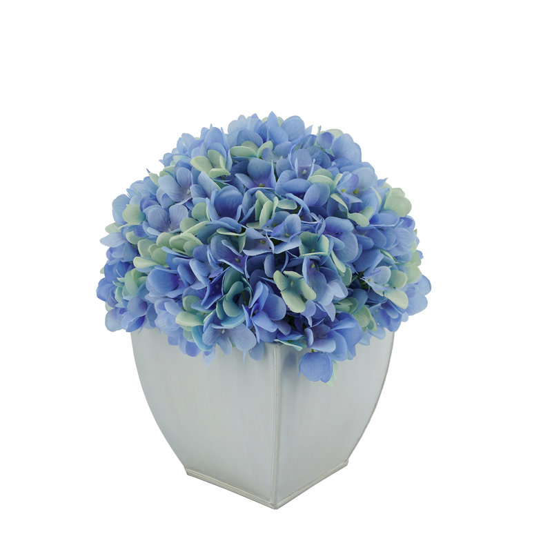 Arrangements floraux d'hortensias en pot, Bleu