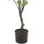 Plante artificielle traditionnelle en pot