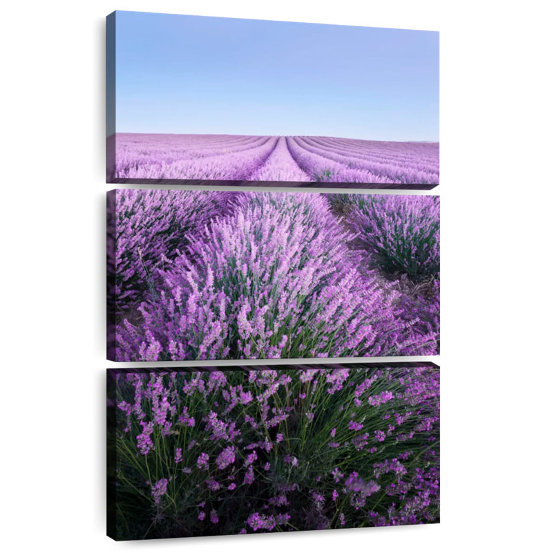 Lavande française Alvord Provence, H 65 po x l 42 po