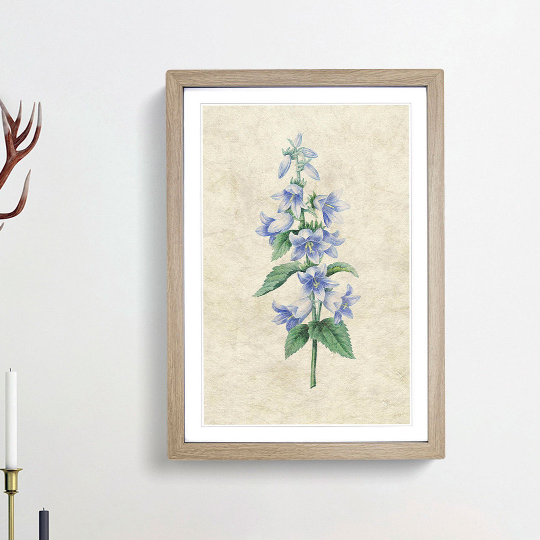 Bellflowers by Pierre-Joseph Redoute - Framed Print
