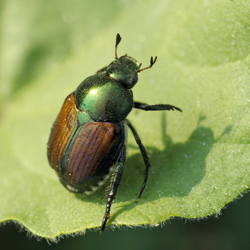 Japanese Beetle by NNehring - Wrapped Canvas Print, 51cm H x 51cm W
