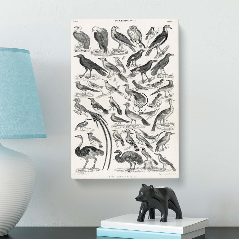 Ornithology The Study Of Birds LXVII by Oliver Goldsmith - Wrapped Canvas Print, 91cm H x 60cm W x 3cm D