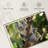 Australian Koala Bears-107922764