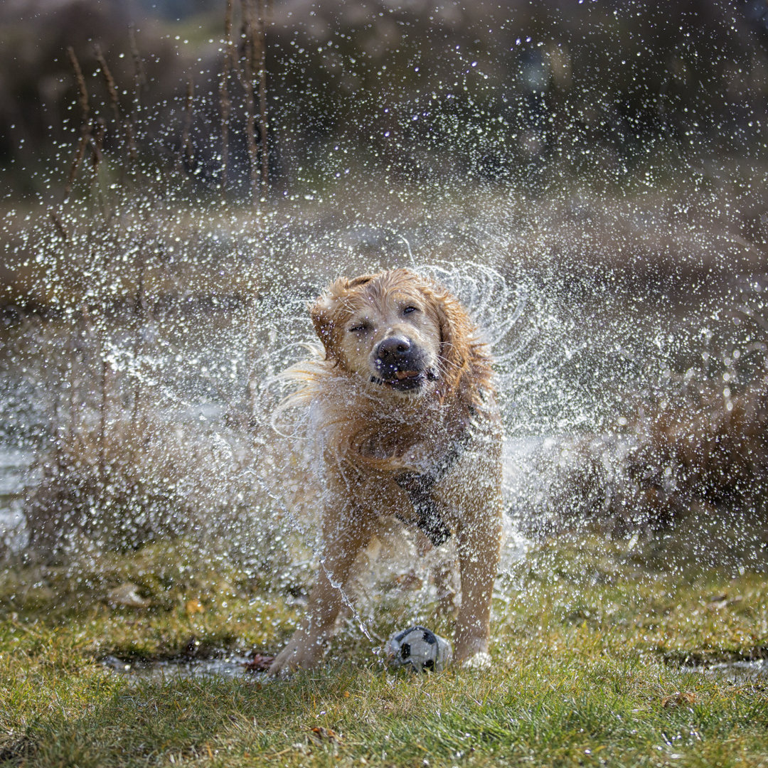 Hund schüttelt Wasser ab 476498935