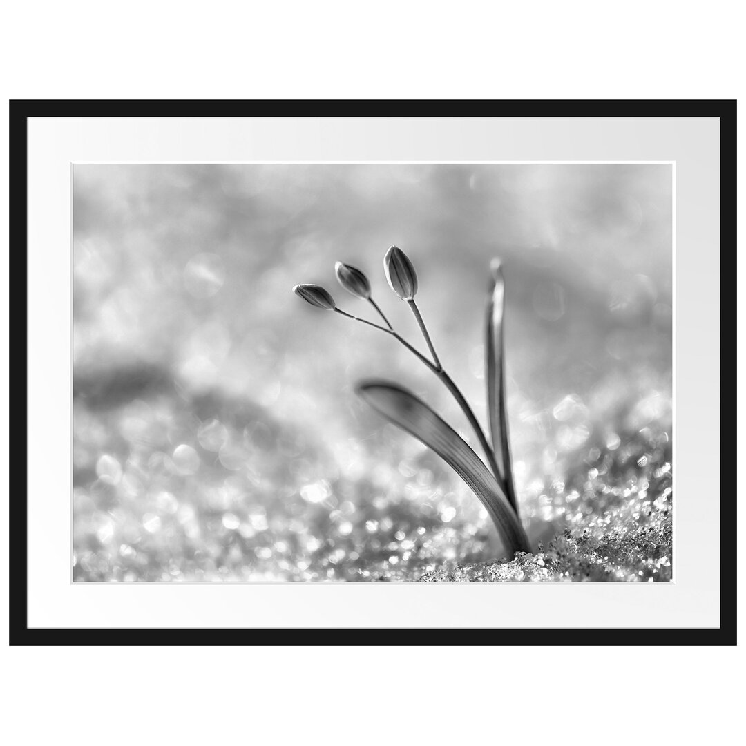 Gerahmtes Poster Blaue Knospen im Schnee