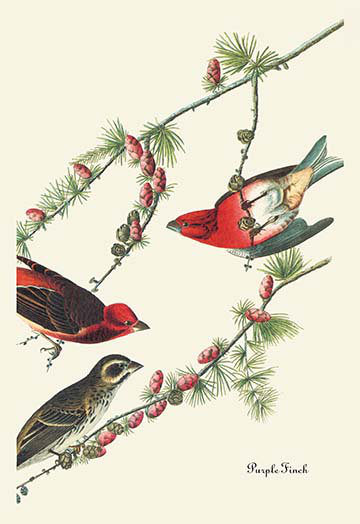 « purple finch » par john james audubon, impression, H 42 po x l 28 po x P 1,5 po
