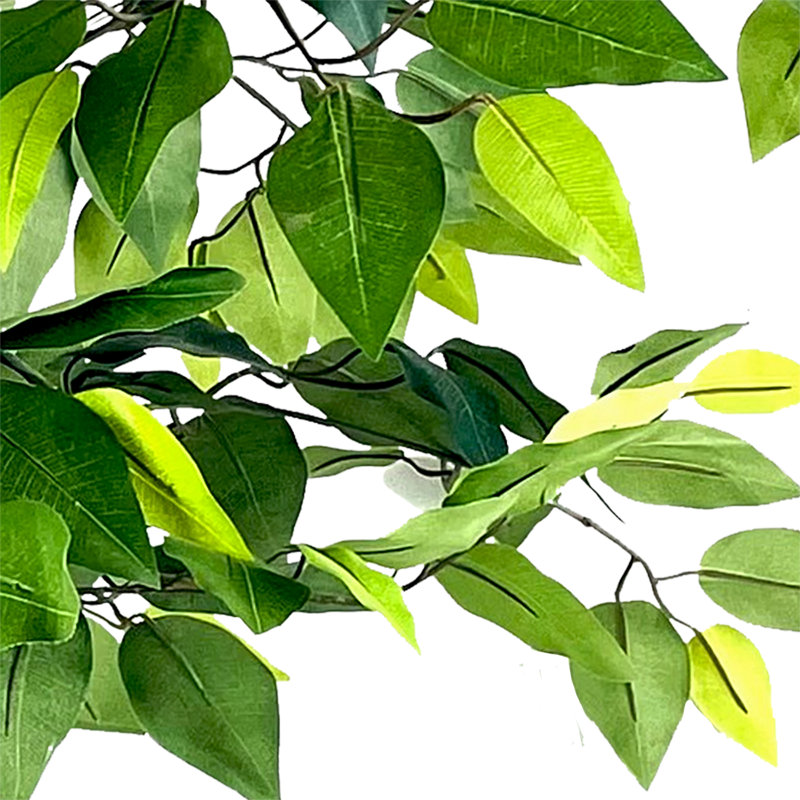 5-Foot Ficus Tree in Black Ribbed Planter