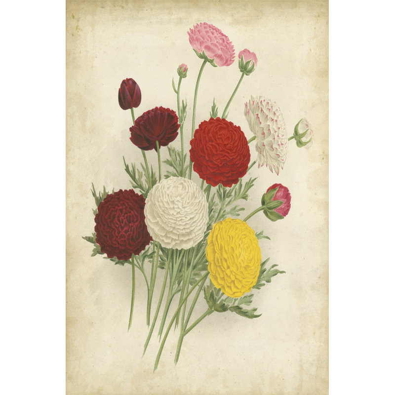 Ranunculus Florilegium II - Wrapped Canvas Art Prints, 46cm H x 30cm W x 3.8cm D