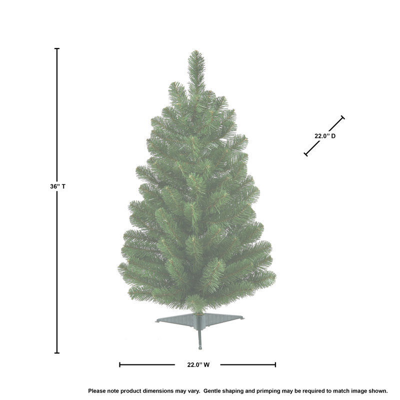 Sapin de l'Oregon 3 'de luxe