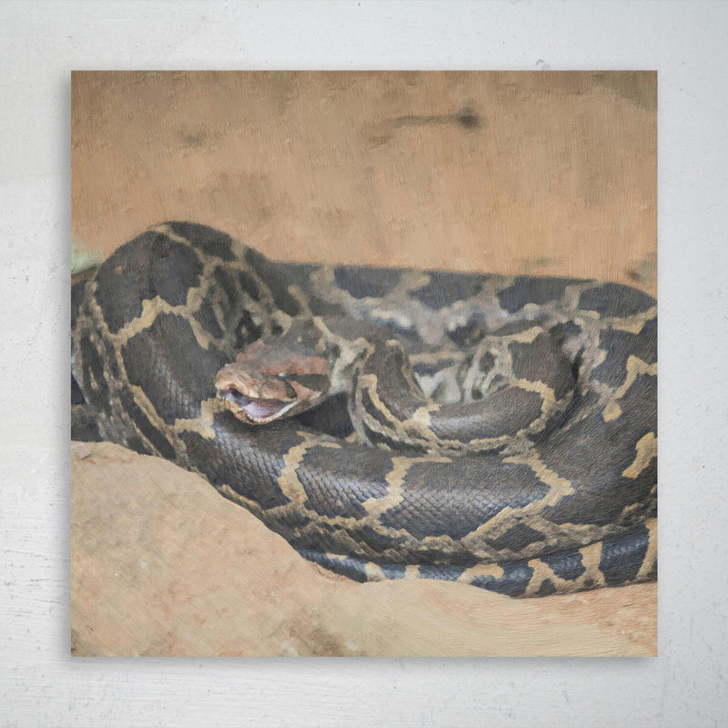 A Python Curling Up - peinture sur toile tendue, H 32 po x l 32 po