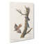 Nuthatch & Creeper Birds by John Audubon - Wrapped Canvas-55359331
