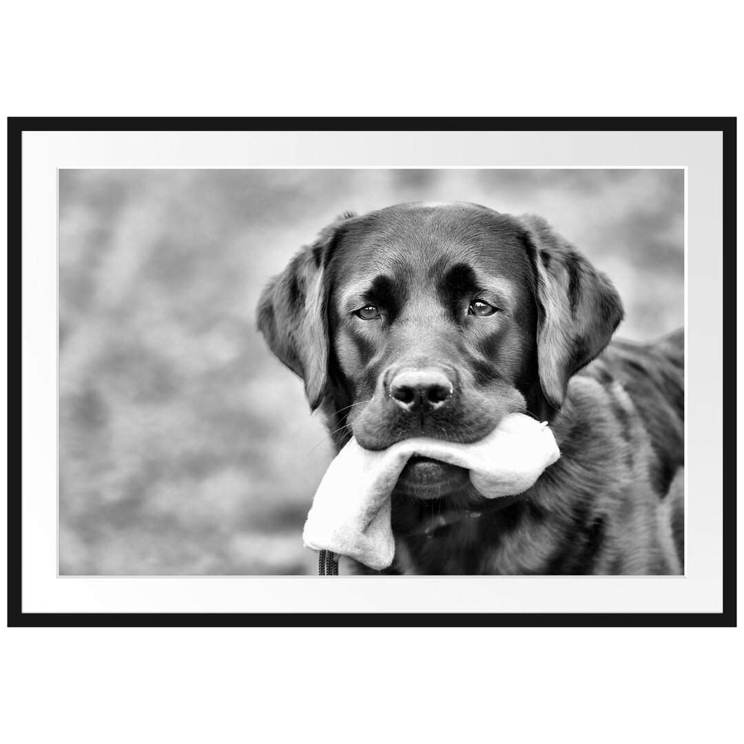 Gerahmtes Poster Schwarzer Labrador mit Spielzeug